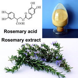Chine Acide acide légèrement soluble dans l'eau fin de Carnosic Ursolic d'extrait de feuille de Rosemary de poudre fournisseur