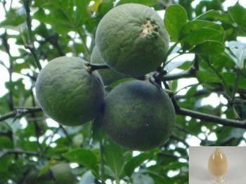 Chine Extraction par solvants de CLHP de Synephrine 6-98% d'extrait de fruit d'orange amère de Séville fournisseur