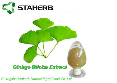 Chine Lactone organique antioxydante de la flavone 6% de l'extrait GBE 24% de feuille de Biloba de Ginkgo par CLHP fournisseur