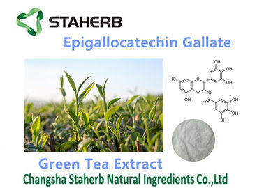 Chine Antioxydants organiques/puissants complète le gallate 50-98% d'Epigallocatechin fournisseur