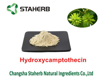 Chine L'usine naturelle pure de Camptothecae Acuminatae extrait Hydroxycamptothecin 98% fournisseur
