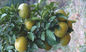 Poudre naturelle cas no.94-07-5 de Synephrine d'extrait de fruit d'Aurantium d'agrume fournisseur