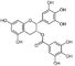 Antioxydants organiques/puissants complète le gallate 50-98% d'Epigallocatechin fournisseur
