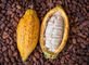 Poudre de cacao alcalisée déshydratée par extrait naturel de catégorie comestible de poudre de fruit de cacao fournisseur