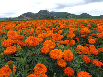 Chine Fleurs de guirlande d'additifs d'alimentation de la lutéine 5%/en soie phytogènes de souci extraient la poudre fournisseur