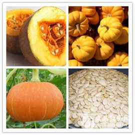 La Chine La poudre jaune-clair de rapports de fines herbes d'extrait de graine de citrouille empêchent la maladie de prostate fournisseur