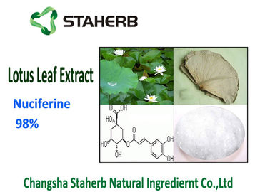 Chine Extraction par solvants de catégorie comestible de poudre d'extrait de feuille de Nuciferine 98% Lotus fournisseur