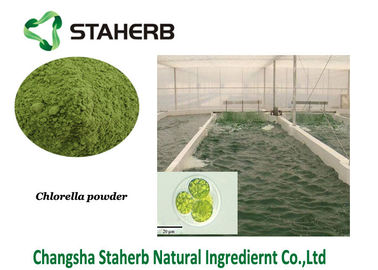Chine Poudre d'algues vertes végétal de poudre d'extrait de protéine de chlorella fournisseur