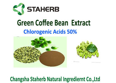 La Chine L'acide chlorogénique 50% d'oxydant d'antibactérien anti- d'extrait vert de grain de café a perdu le poids fournisseur