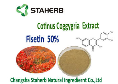 Chine L'usine organique anti-inflammatoire et antiproliferative d'arbre de fumée extrait l'extrait de Coggygria de Cotinus de poudre de 50% Fisetin fournisseur