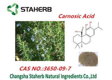 Chine Extrait de feuille de Rosemary d'acide d'Ursolic, acide de Rosmarinic, poudre d'acide de Carnosic fournisseur
