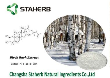Chine Substance active acide de Betulin de poudre d'écorce de bouleau de matière première de Pharma fournisseur