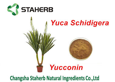 Chine Poudre naturelle de yucca de Yocoin d'additifs d'alimentation d'extrait de Schidigera de yucca fournisseur