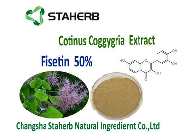 L'usine organique anti-inflammatoire et antiproliferative d'arbre de fumée extrait l'extrait de Coggygria de Cotinus de poudre de 50% Fisetin fournisseur