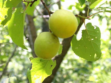 Poudre amère de fines herbes d'Amydalin d'extrait de graine d'abricot d'extraits naturels purs d'usine fournisseur