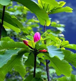 Extraits naturels purs d'usine d'écorce de magnolia pour la poudre de magnolol et la poudre de honokiol fournisseur