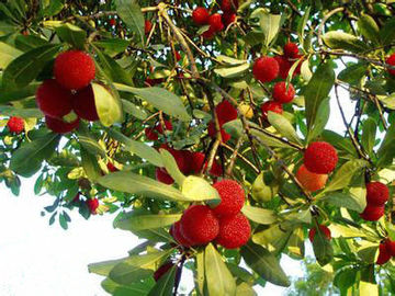 Extrait naturel pur d'écorce de bayberry d'extraits d'usine de supplément de santé de poudre de myricétine fournisseur