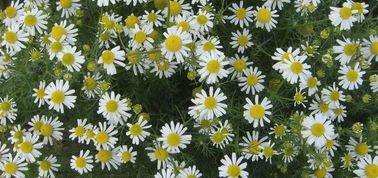 La haute épurent la poudre naturelle pure d'apigénine de fleur de camomille d'extraits d'usine fournisseur