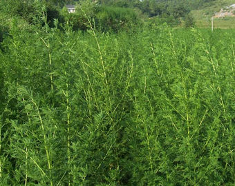 L'usine naturelle pure de fines herbes extrait l'Artemisinin 99% 63968-64-9 de virus d'Anti-grippe fournisseur