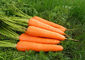 Poudre végétale d'extrait de carotte/poudre cas no.7235-40-7 de bêta-carotène fournisseur
