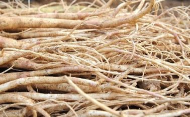 Extraits de plantes vertes de Platycodon Grandiflorum, extrayant des produits chimiques à partir des usines fournisseur