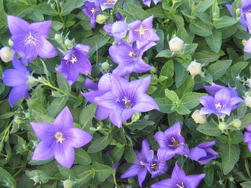 Extraits de plantes vertes de Platycodon Grandiflorum, extrayant des produits chimiques à partir des usines fournisseur