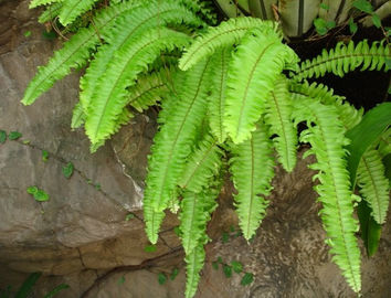 Poudre de Rhizoma Drynariae d'extrait concentrée par extrait d'usine de rhizome de Drynaria fournisseur