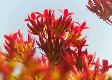 L'usine naturelle pure de santé d'extrait femelle de Rhodiola Rosea extrait Salidrosides 3% fournisseur