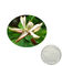 l'usine naturelle extrait l'extrait magnolol+honokiol d'écorce de magnolia pour des applications médicales fournisseur