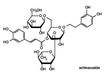 extrait naturel de purpurea d'echinacea de médecine d'herbe de 100%/acide cichoric 2%